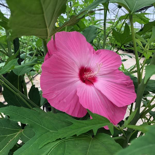 Amazon | (株)赤塚植物園 ①日本最大級の食べられる花の苗 「食べ